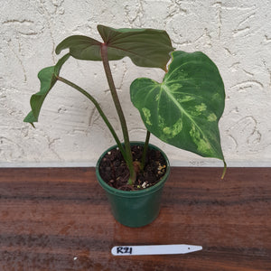 #R21 Variegated Philodendron Gloriosum