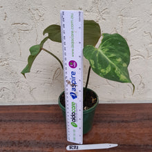 Load image into Gallery viewer, #R21 Variegated Philodendron Gloriosum