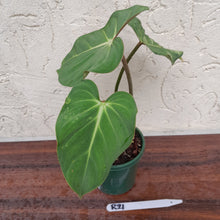 Load image into Gallery viewer, #R21 Variegated Philodendron Gloriosum