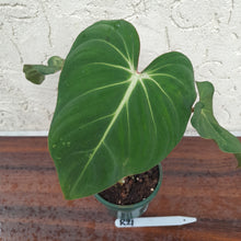 Load image into Gallery viewer, #R21 Variegated Philodendron Gloriosum