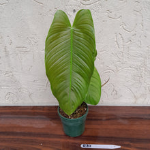 Load image into Gallery viewer, #R30 Philodendron Tenue