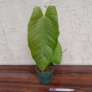 #R30 Philodendron Tenue