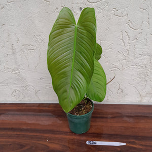 #R30 Philodendron Tenue