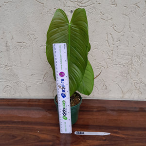 #R30 Philodendron Tenue