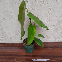 Load image into Gallery viewer, #R30 Philodendron Tenue