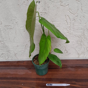 #R30 Philodendron Tenue