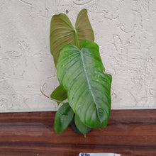 Load image into Gallery viewer, #R30 Philodendron Tenue
