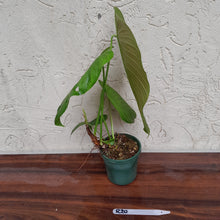 Load image into Gallery viewer, #R30 Philodendron Tenue