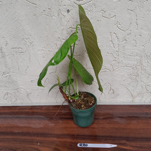 #R30 Philodendron Tenue