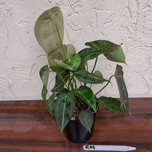 Load image into Gallery viewer, #R19 Multi-Headed Miniature Anthurium Forgetii x