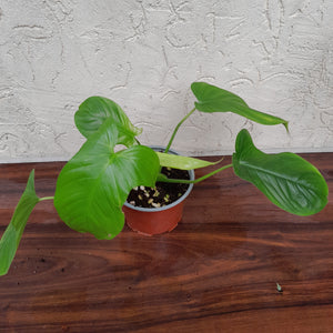 Philodendron Rothschuhianum