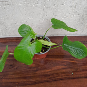 Philodendron Rothschuhianum