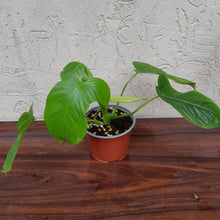 Load image into Gallery viewer, Philodendron Rothschuhianum