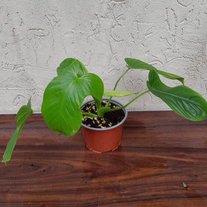 Philodendron Rothschuhianum