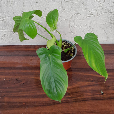 Philodendron Rothschuhianum