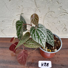 Load image into Gallery viewer, #H28 Piper Crocatum