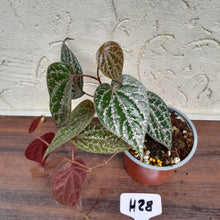 Load image into Gallery viewer, #H28 Piper Crocatum