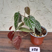 Load image into Gallery viewer, #H28 Piper Crocatum