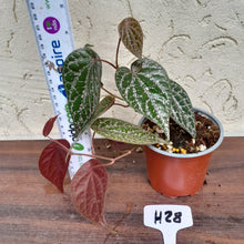 Load image into Gallery viewer, #H28 Piper Crocatum