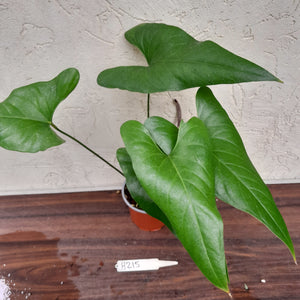 #H215 Anthurium Watermaliense