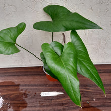 Load image into Gallery viewer, #H215 Anthurium Watermaliense