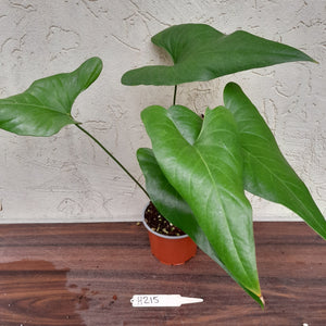 #H215 Anthurium Watermaliense