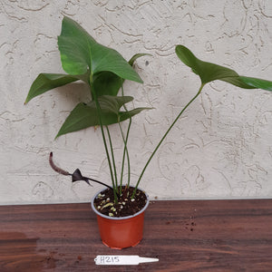 #H215 Anthurium Watermaliense