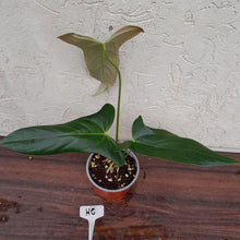 Load image into Gallery viewer, #HC Anthurium Truncicola x Dark Night