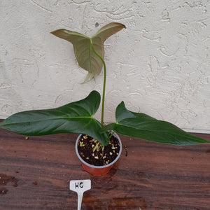 #HC Anthurium Truncicola x Dark Night