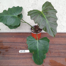 Load image into Gallery viewer, #H142 Philodendron Corsinianum / Bronze Shield