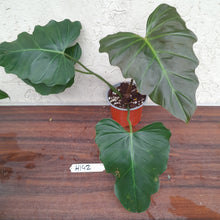 Load image into Gallery viewer, #H142 Philodendron Corsinianum / Bronze Shield