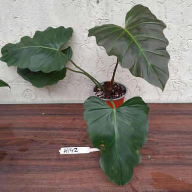 #H142 Philodendron Corsinianum / Bronze Shield