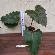 Load image into Gallery viewer, #H142 Philodendron Corsinianum / Bronze Shield