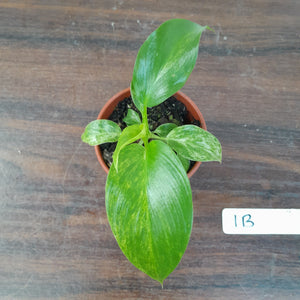 #1B Variegated Philodendron Giganteum
