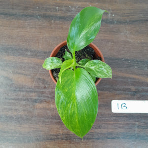 #1B Variegated Philodendron Giganteum