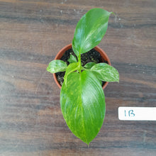 Load image into Gallery viewer, #1B Variegated Philodendron Giganteum