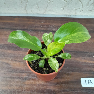 #1B Variegated Philodendron Giganteum
