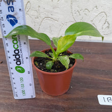 Load image into Gallery viewer, #1B Variegated Philodendron Giganteum