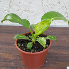 Load image into Gallery viewer, #1B Variegated Philodendron Giganteum