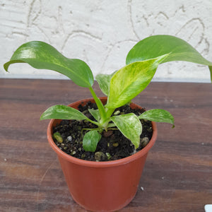 #1B Variegated Philodendron Giganteum