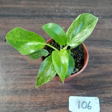 Load image into Gallery viewer, #106 Variegated Philodendron Giganteum