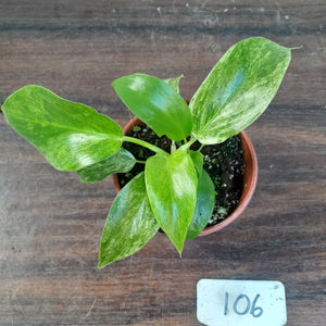 #106 Variegated Philodendron Giganteum