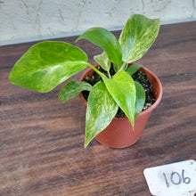 Load image into Gallery viewer, #106 Variegated Philodendron Giganteum