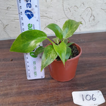 Load image into Gallery viewer, #106 Variegated Philodendron Giganteum