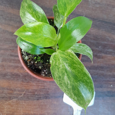 #106 Variegated Philodendron Giganteum