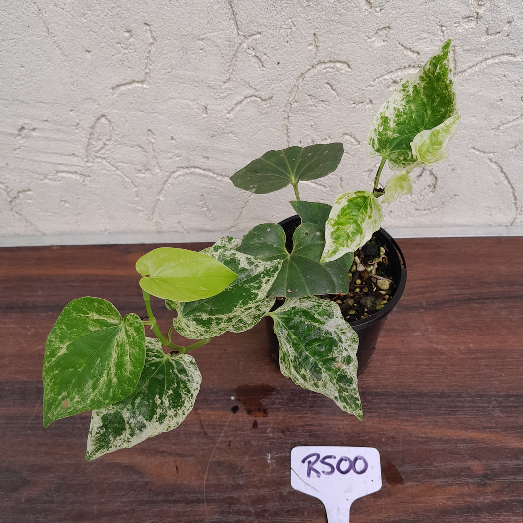 #R500 Variegated Piper Nigrum