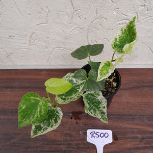 #R500 Variegated Piper Nigrum