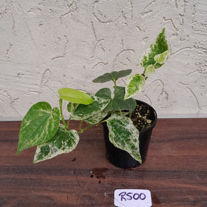 #R500 Variegated Piper Nigrum