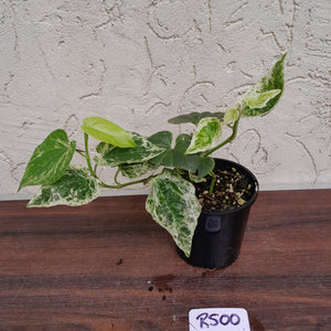 #R500 Variegated Piper Nigrum