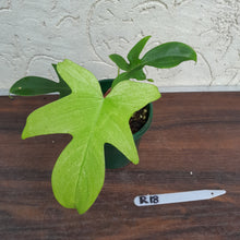 Load image into Gallery viewer, #R18 Philodendron Florida Ghost - Non TC